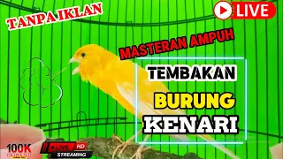 Pancingan Kenari Gacor Ngerol Panjang Cocok buat Masteran murai batu & #kenari Paud SUSAH BUNYI