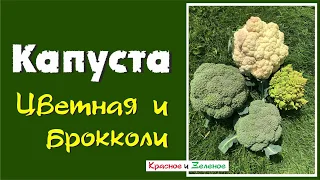 Почему не растут головки цветной капусты и брокколи? Все причины.