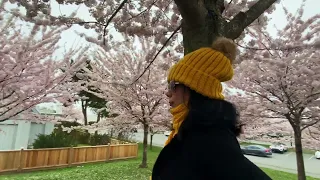 Sakura (Cherry Blossoms) in Canadian Spring!