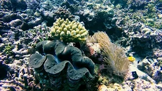 Diving The Maldives - Addu Atoll