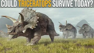 Could Triceratops Survive Nowadays?