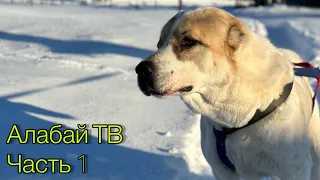 Алабай ТВ, 13.01.2024