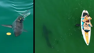 Woman Spots Great White Shark Next to Her & Reacts How Most People Would: Complete Surprise!