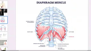 Diaphragm Reset To Breathe Better and Feel Better