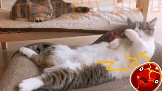 БАТЯ и КАКА 8# смешное видео про котиков КОТЫ ПРИКОЛЫ 2019 смешные коты