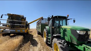 buğday hasadı | 150 dekar sulu tarla | newholland tc5.90 | john deere 6115m 15 tonluk römorkla