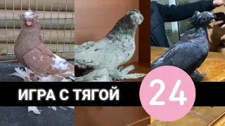 ИГРА С ТЯГОЙ 24 часа. Узбекские двухчубые голуби. Tauben. Pigeons