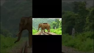 Very sad elephant a lot accident hit by a train in India