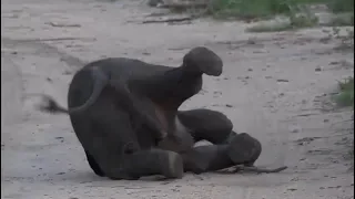 SafariLive Jan 11 - Cuteness overload...a tired baby Elephant!