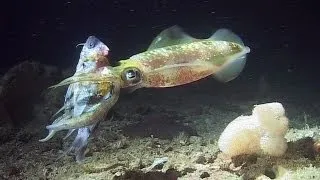 Night Dive - Reef Life of the Andaman - Part 26