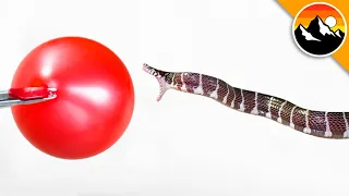 SNAKE BITES in Super Slow Motion!