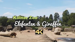 4K - Elefanten & Giraffen im Kölner Zoo - Baby Nachwuchs August 2020 Elefantenbaby ganz schön Frech