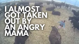 She almost got me... I've got an angry mama cow! | Day in the life of a 27 year old farmer