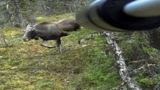 Elgjakt filmet med våpenkamera, moosekill filmed with gunmounted camera