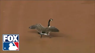 A Goose crashes a baseball game... and then crashes into scoreboard | FOX MLB