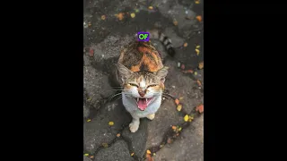 Cat attack Portland Oregon 911 call #911