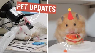 MY VET LET ME WATCH? + Dippers 1st birthday! | Updates