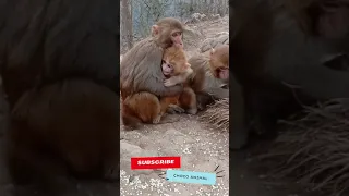 😱WATCH THIS! When the monkey father attack his son #Shorts #monkey #animal #dangerous monkey attack