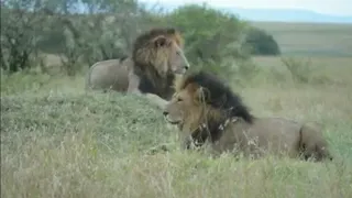 2 Big Male Lions | Maridadi & Kaka