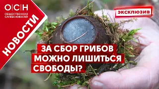 За сбор грибов можно лишиться свободы?