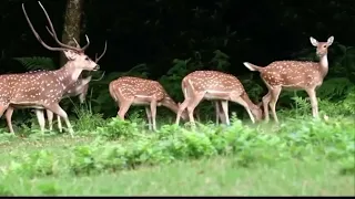 deer mating