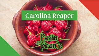 El chile Carolina Reaper, el rey del picante extremo