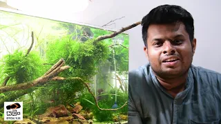 My Lost World Nano Tank - Nature Aquarium For beginners Sri Lanka