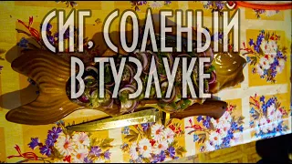 Сиг, соленый в тузлуке, 4К