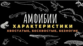 Класс земноводные или амфибии. Биология 7 класс. Земноводные животные. Строение, отличия. ЕГЭ