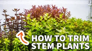 How to Trim Stem Plants in Your Planted Aquarium