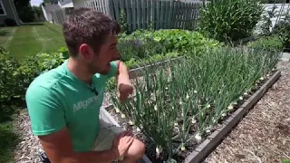 My Top 3 Tips To Growing Giant Organic Onions