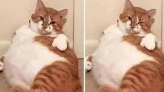 BEST DANK CAT MEMES COMPILATION OF 2020( insta&tiktok)