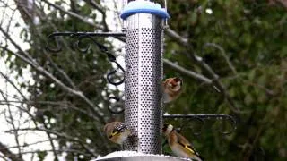 Goldfinch Birds on A Snowday