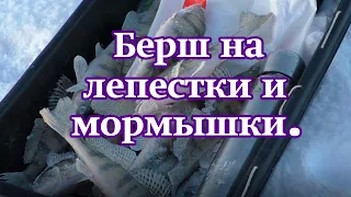 Берш на лепестки и мормышки.