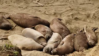 Elephant Seal Rookery | Elephant Seals Fighting, Mating and Chilling | San Simeon, California