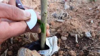 Injerto dormidor en cítricos al detalle