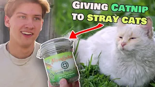 Stray Cats Try Catnip for the First Time!