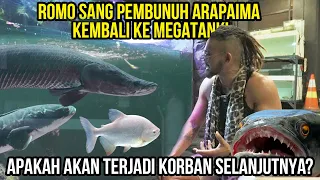 GELO! ROMO SI TOMAN  SANG PEMBUNUH ARAPAIMA KEMBALI KE MEGATANK! AKANKAH TERJADI KORBAN SELANJUTNYA?