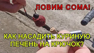 Как насадить куриную печень на крючок! Как ловить сома на донку! Рыбалка на сома! Как ловить сома!