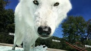 Pool Day For Atka the Arctic Wolf