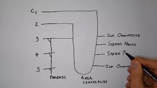 Cervical Plexus I – Quick & Functional Drawing. [Basic Anatomy]