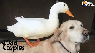 Dog Is Completely Obsessed With His Duck Brother | The Dodo Odd Couples