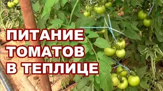 Питание томатов. Внесение удобрений помидорам, когда плоды загрузились (10-09-2018)