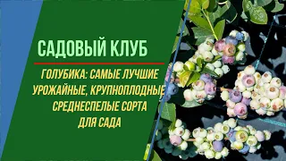 ГОЛУБИКА: САМЫЕ ЛУЧШИЕ И УРОЖАЙНЫЕ СОРТА СРЕДНЕГО СРОКА СОЗРЕВАНИЯ