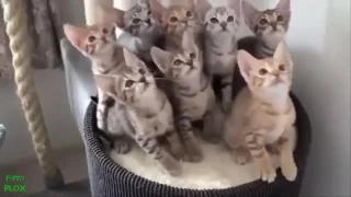 Top Funny Cats Compilation 2017 - Best Funny Cat Videos Ever Funny Vines