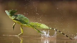 Lagarto que Corre Sobre el Agua / Los Videos mas Raros del Mundo 228