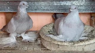 В гостях у голубевода Ахмаджон город Худжанд🇹🇯🕊