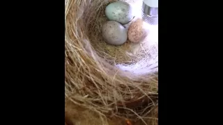 How to check canary eggs for fertility