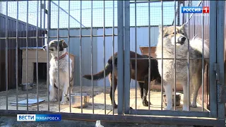 В Хабаровске открылся первый городской приют для собак