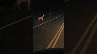 Doe & newborn fawn